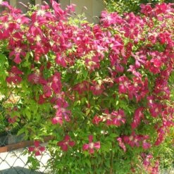 Clématite Viticella Mme Julia Correvon/pot De 13,6l - 150/200 -Terre et Verdure 63f4d814dd7407.42953702