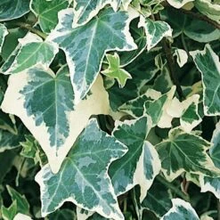 Lierre Des Bois Helix Elegantissima/godet - 5/20 Cm