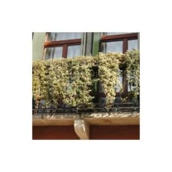 Lierre Des Bois Helix Elegantissima/godet - 5/20 Cm -Terre et Verdure 63f4d81c4a1705.09285112