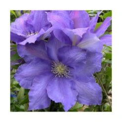 Clématite Olympia™ 'evipo099'/pot De 2,5 L - 20/30 Cm -Terre et Verdure 63f4d81e8d91f5.76988433