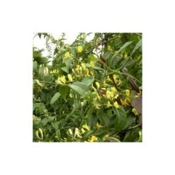 Chèvrefeuille Henryi Copper Beauty®/godet - 5/20 Cm -Terre et Verdure 63f4d83d000c12.20617881