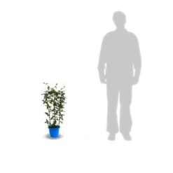 Passiflore Caerulea/pot De 10l - 300/400 Cm Sur Ficelle -Terre et Verdure 63f4d8428ee9c3.04767202