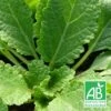 Sauge Verveine Bio/lot De 5 Godets -Terre et Verdure 63f4ef63552020.92295159