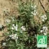 Lavande Angustifolia Alba Bio/lot De 5 Godets -Terre et Verdure 63f4ef7b2b0245.55391934