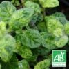 Menthe Calixte Bio/lot De 5 Godets -Terre et Verdure 63f4ef8957f515.28179841