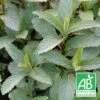 Menthe Priluskaja Bio/lot De 5 Godets -Terre et Verdure 63f4ef8cc89497.90312872
