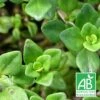 Thym Citron Bio/lot De 9 Godets -Terre et Verdure 63f4ef8f29bf59.19992982