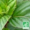 Menthe Basilic Bio/lot De 9 Godets -Terre et Verdure 63f4ef9c434702.63859728