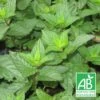 Menthe Poivrée Bio/lot De 3 Godets -Terre et Verdure 63f4efa491cfb3.04040490