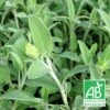 Sauge Fruticosa Bio/lot De 9 Godets -Terre et Verdure 63f4efa9ccaf09.74854011