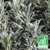 Lavande X Intermedia Super Bio/lot De 5 Godets 2 Lavande X Intermedia Super Bio/lot De 5 Godets -Terre et Verdure 63f4efb0c943c7.78038789