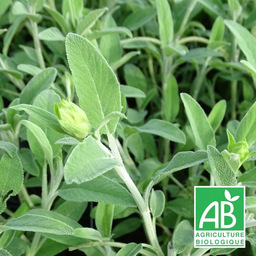 Sauge Fruticosa Bio/lot De 3 Godets 3 Sauge Fruticosa Bio/lot De 3 Godets