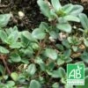 Thym Chevelu Comosus Bio/lot De 5 Godets -Terre et Verdure 63f4efbdc53391.52238336