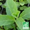 Menthe De Yakima Bio/lot De 5 Godets -Terre et Verdure 63f4efc96cff85.12799625