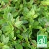 Thym Serpolet Serpyllum Bio/lot De 3 Godets -Terre et Verdure 63f4eff5a64195.95446080
