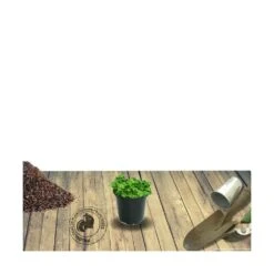 Thym Précoce Praecox Albiflorus/lot De 5 Godets -Terre et Verdure 63f4f005ab5a09.92684487