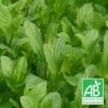 Menthe Du Canada Bio/lot De 9 Godets -Terre et Verdure 63f4f03ac66046.20535509