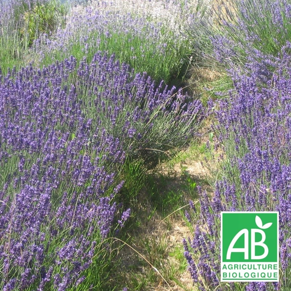 Lavandin Grosso Bio/lot De 3 Godets 3 Lavandin Grosso Bio/lot De 3 Godets