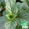 Menthe Agnes Bio/lot De 3 Godets -Terre et Verdure 63f4f04d4312f5.86668662