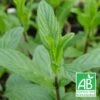Menthe Rouge Bio/lot De 9 Godets -Terre et Verdure 63f4f05deeca15.92520029