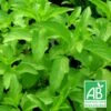 Menthe Citron Bio/lot De 9 Godets -Terre et Verdure 63f4f063c93ad8.75975214