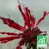 Monarde Jacob Cline Bio/lot De 3 Godets -Terre et Verdure 63f4f073d33824.76160439