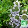 Thym Luisant Nitens Bio/lot De 3 Godets -Terre et Verdure 63f4f19a0abbd6.79464071