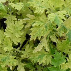 Armoise Commune Panachée Bio/lot De 3 Godets -Terre et Verdure 63f4f19f39cdc1.45303168