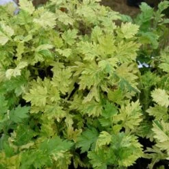 Armoise Commune Panachée Bio/lot De 3 Godets -Terre et Verdure 63f4f19f3d5a15.86502739