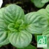 Menthe Aquatique Bio/lot De 9 Godets -Terre et Verdure 63f4f1adc8d265.59360449