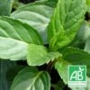 Menthe Poivrée Officinale Bio/lot De 9 Godets -Terre et Verdure 63f4f1bb317804.32201117