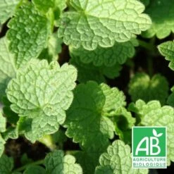 Lamier Maculé Album Bio/lot De 3 Godets