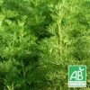Aurone Abrotanum Bio/lot De 9 Godets -Terre et Verdure 63f4f1e30f46f3.84455662