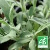 Sauge à Feuilles De Lavande Roquefure Bio/lot De 3 Godets 2 Sauge à Feuilles De Lavande Roquefure Bio/lot De 3 Godets -Terre et Verdure 63f4f1ef66ff68.54321042