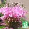 Monarde Croftway Pink Bio/lot De 5 Godets -Terre et Verdure 63f4f1f7d19d23.14696158