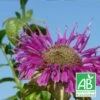 Monarde Scorpion Bio/lot De 9 Godets 2 Monarde Scorpion Bio/lot De 9 Godets -Terre et Verdure 63f4f20d1f2a00.65450904