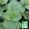 Menthe Gingembre Bio/lot De 9 Godets 2 Menthe Gingembre Bio/lot De 9 Godets -Terre et Verdure 63f4f2170eb728.15818872