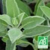Sauge Officinale Bio/lot De 9 Godets -Terre et Verdure 63f4f218291765.85986400