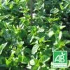 Menthe Bergamote Bio/lot De 3 Godets -Terre et Verdure 63f4f2235e71d9.00695416
