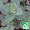 Origan Hot And Spicy Bio/lot De 9 Godets -Terre et Verdure 63f4f24a159023.14894783