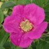 Rosier Arbustif X Rugosa Hansa/pot De 4l - 20/40 Cm -Terre et Verdure 63f60761209933.09876048