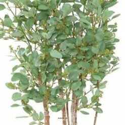 Joli Faux Eucalyptus En Pot H 160 Cm Feuillage Tissu Vert 7 Joli Faux Eucalyptus En Pot H 160 Cm Feuillage Tissu Vert -Terre et Verdure 63f608085cafe7.15719631