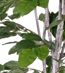 Figuier Des Banyans Artificiel 180 Cm -Terre et Verdure 63f6080d6a3927.48332310