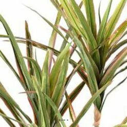 Dracaena Artificiel 3 Troncs En Pot H 190 Cm Vert-rose - Choisissez Votre Hauteu -Terre et Verdure 63f6080eed8fa5.04248027