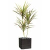 Dracaena Artificiel 3 Troncs En Pot H 140 Cm Vert-rose - Choisissez Votre Hauteu -Terre et Verdure 63f608131bfad5.88662788