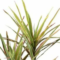 Dracaena Artificiel 3 Troncs En Pot H 140 Cm Vert-rose - Choisissez Votre Hauteu -Terre et Verdure 63f60813341f08.51363090