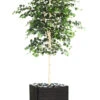 Bouleau Artificiel En Pot, H 210 Cm, D 105 Cm, Feuillage Vert -Terre et Verdure 63f608186d0335.96070708