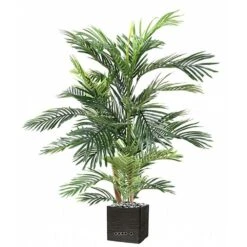 Joli Palmier Areca Artificiel En Pot Multitroncs H 180 Cm Vert - Choisissez Votr -Terre et Verdure 63f6081c1d6381.08342278