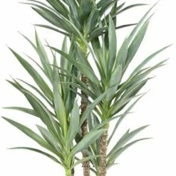 Yucca Artificiel Multitroncs En Pot H 150 Cm Feuillage Plastique -Terre et Verdure 63f6081fa7ec67.28473252