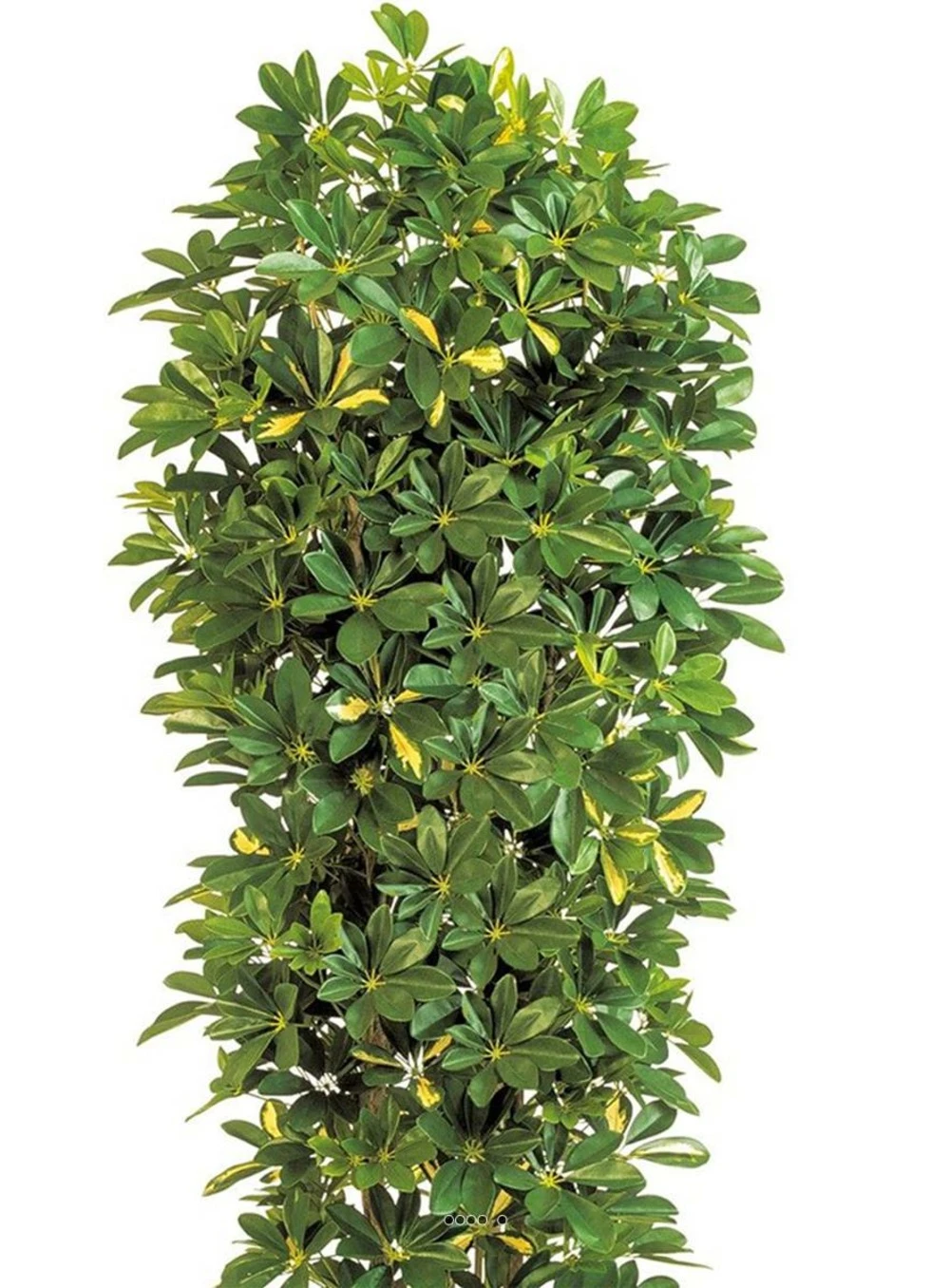 Schefflera Artificiel En Colonne En Pot H 195 Cm Vert-jaune 4 Schefflera Artificiel En Colonne En Pot H 195 Cm Vert-jaune – Image 2